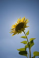 Sunflower Against The Sun